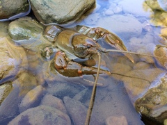 Cambarus sciotensis