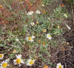 Aphanostephus ramosissimus