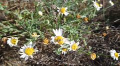 Aphanostephus ramosissimus