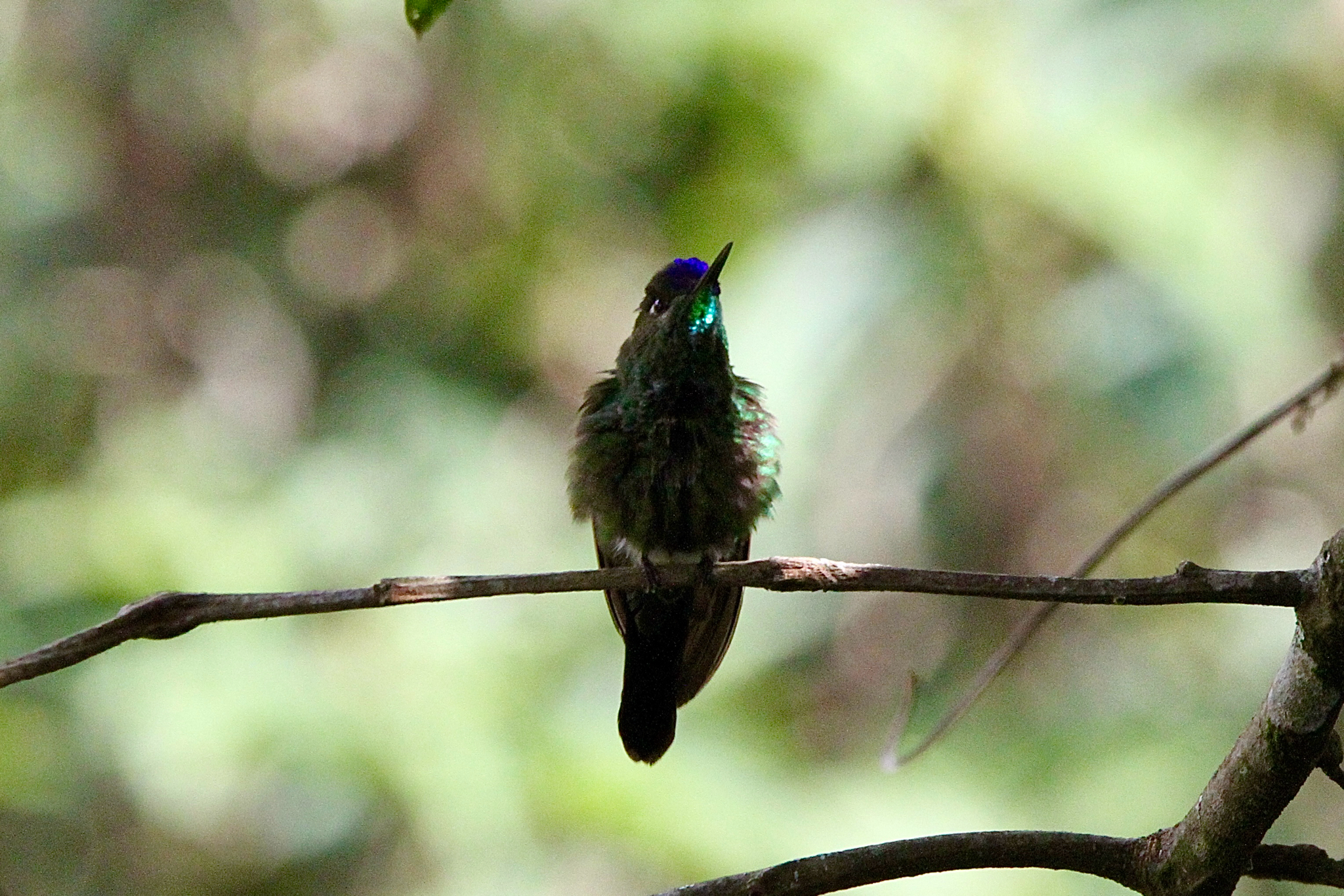 Violet-fronted Brilliant (Heliodoxa leadbeateri), photo 1