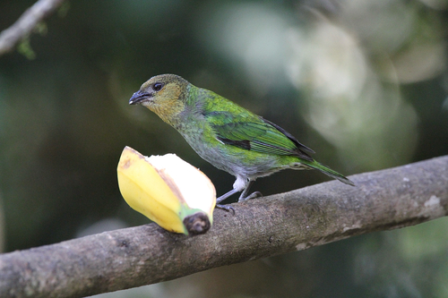 Silver-backed Tanager (Stilpnia viridicollis), photo 5