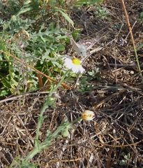 Aphanostephus ramosissimus