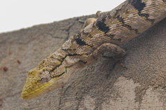 Polychrus acutirostris