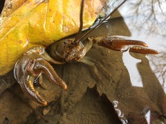 Cambarus sciotensis