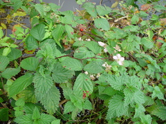 Rubus nemoralis