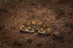 Nacoleia oncophragma