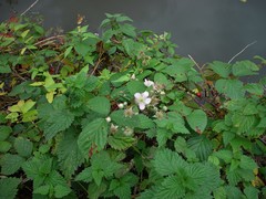 Rubus nemoralis