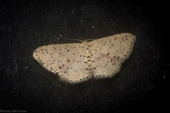 Idaea punctatissima