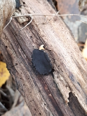 Biscogniauxia repanda