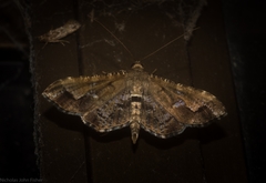 Merodictya marmorata