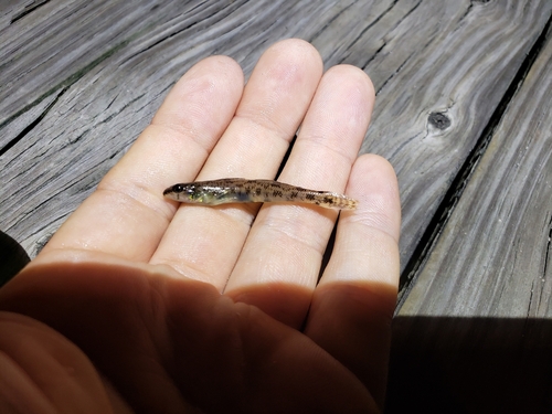 Waccamaw darter (Etheostoma perlongum) — Percidae — 3