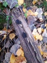 Biscogniauxia repanda