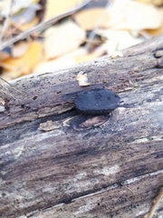 Biscogniauxia repanda