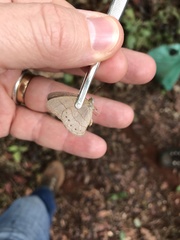 Nhambikuara cerradensis