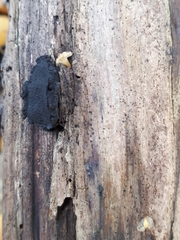 Biscogniauxia repanda