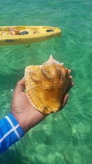 Macrostrombus costatus