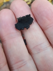 Biscogniauxia repanda