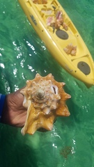 Macrostrombus costatus