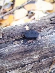 Biscogniauxia repanda