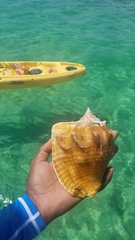 Macrostrombus costatus