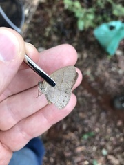 Nhambikuara cerradensis