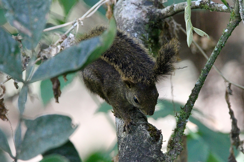 Bolivian Squirrel