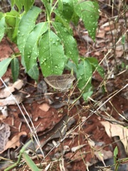 Yphthimoides patricia