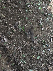 Turdus ignobilis