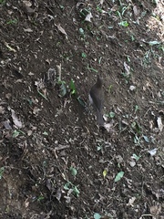 Turdus ignobilis