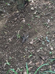 Turdus ignobilis