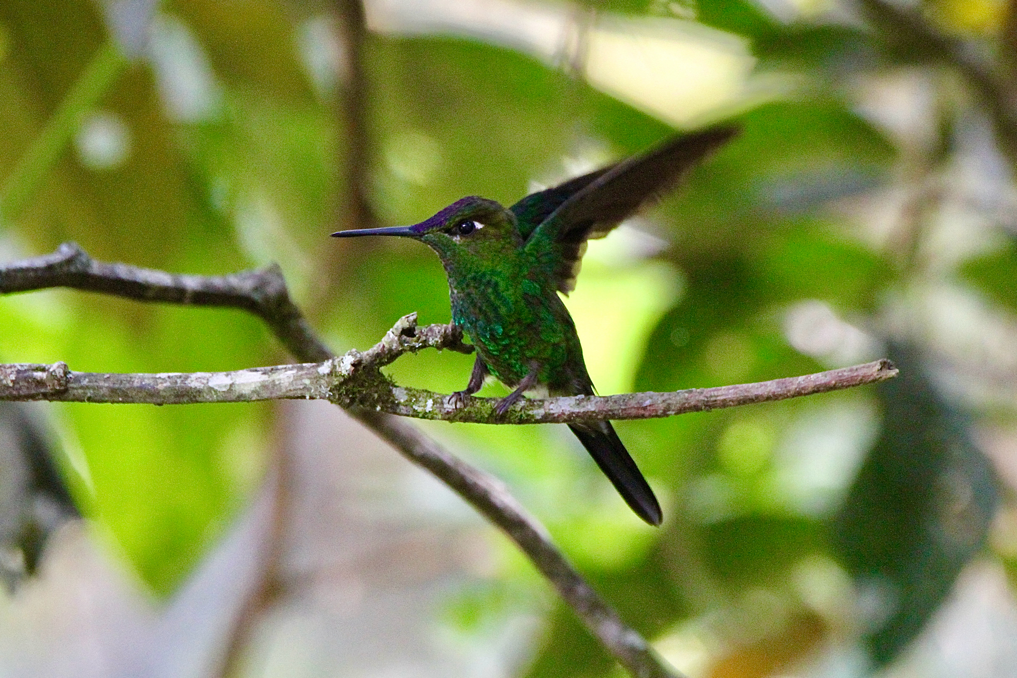 Violet-fronted Brilliant (Heliodoxa leadbeateri), photo 8