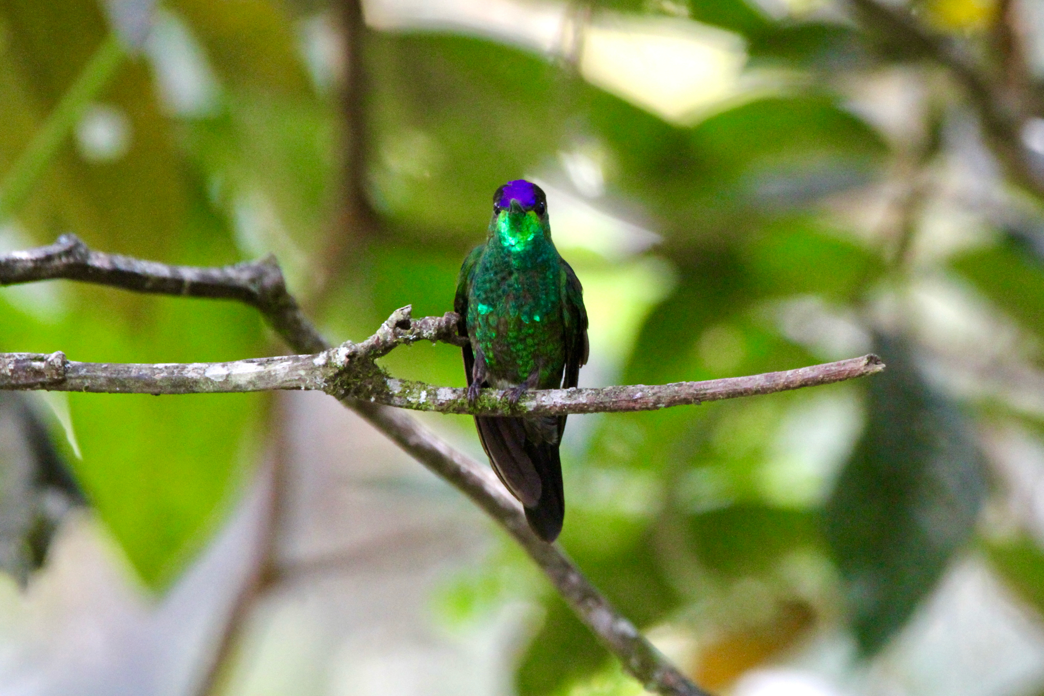 Violet-fronted Brilliant (Heliodoxa leadbeateri), photo 2