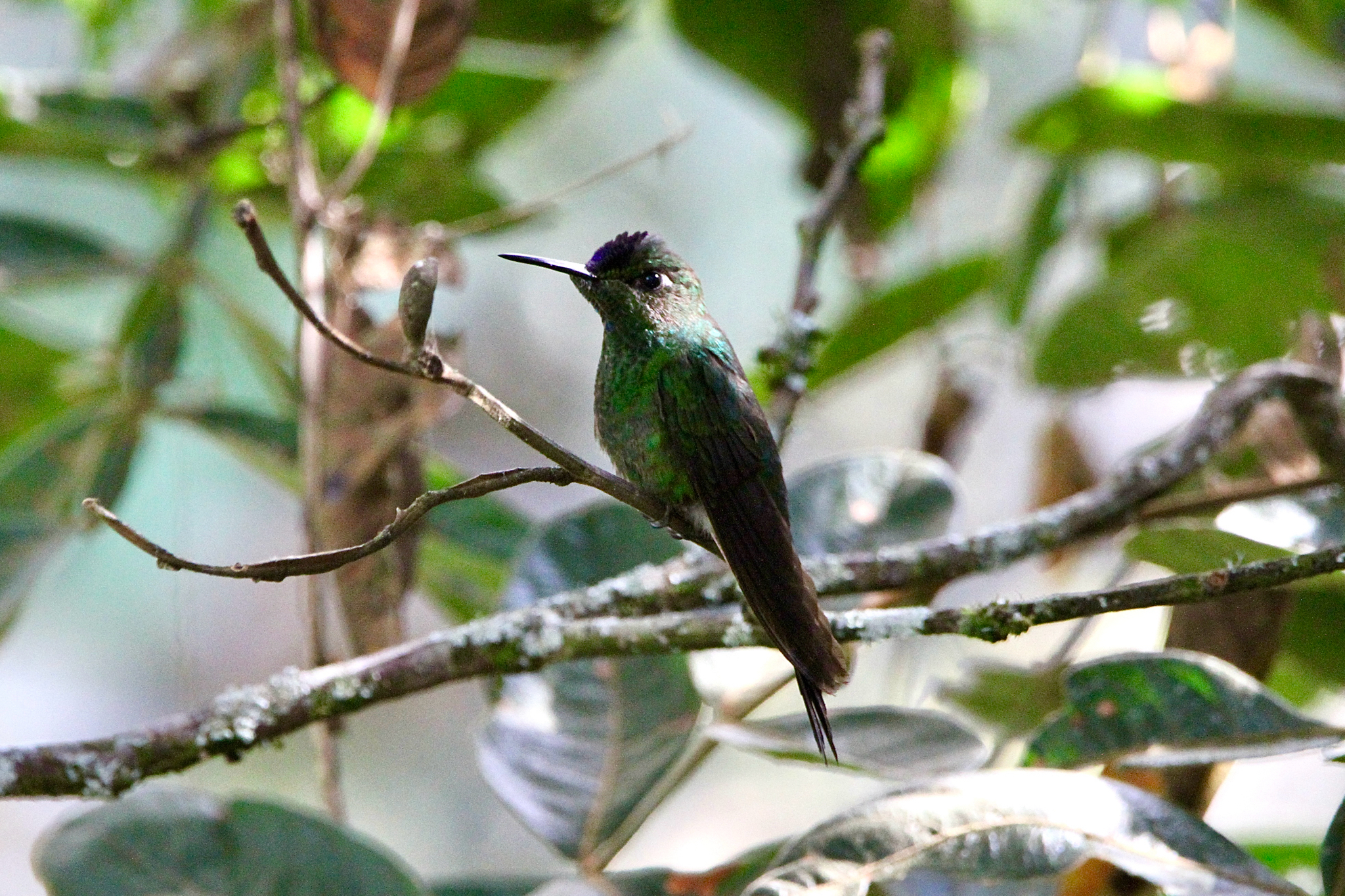 Violet-fronted Brilliant (Heliodoxa leadbeateri), photo 9