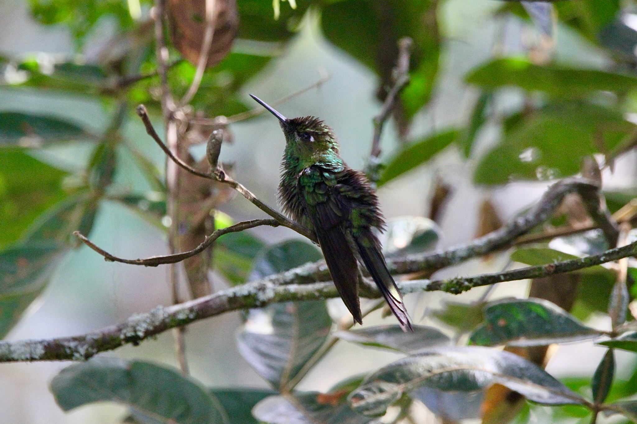 Violet-fronted Brilliant (Heliodoxa leadbeateri), photo 10