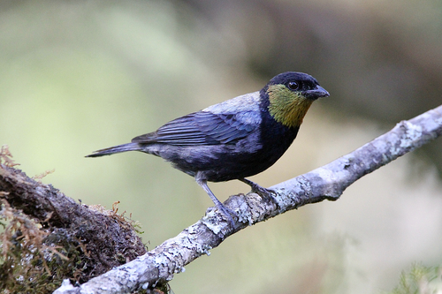 Silver-backed Tanager (Stilpnia viridicollis), photo 8