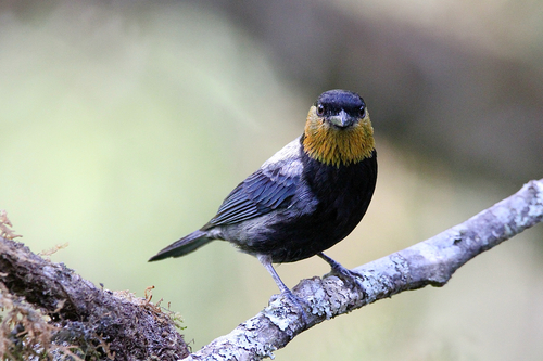 Silver-backed Tanager (Stilpnia viridicollis), photo 9