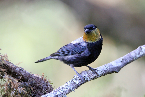 Silver-backed Tanager (Stilpnia viridicollis), photo 10