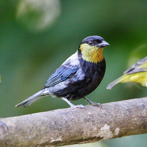 Silver-backed Tanager (Stilpnia viridicollis), photo 7