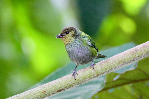 Silver-backed Tanager (Stilpnia viridicollis), photo 8