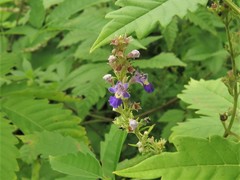 Vitex negundo cannabifolia