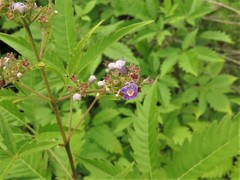 Vitex negundo cannabifolia