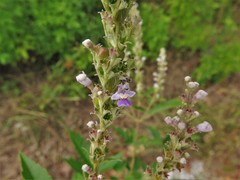 Vitex negundo cannabifolia