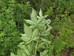 Vitex negundo cannabifolia