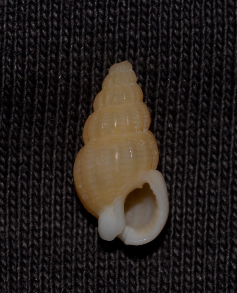 Reticunassa