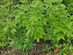 Vitex negundo cannabifolia
