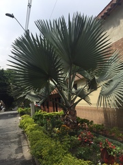 Bismarckia