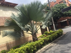 Bismarckia