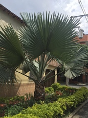 Bismarckia