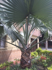 Bismarckia
