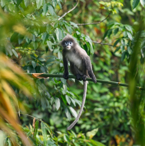 Phayre’s Leaf-monkey